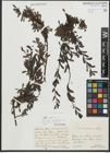 Foto von Salix retusa L.